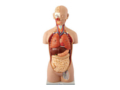トルソー型人体解剖模型 レンタル
