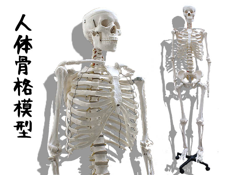 骨格模型 レンタル