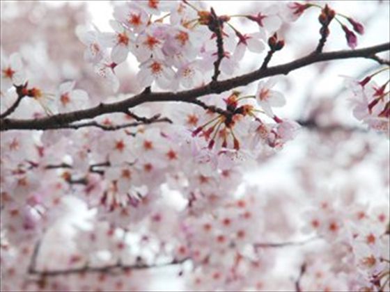 �ύ���@�C���[�W