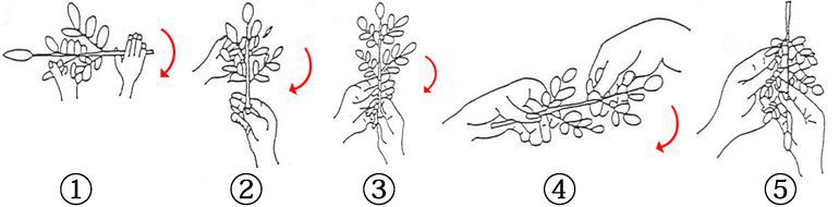 �ʋ��̉񂵕�